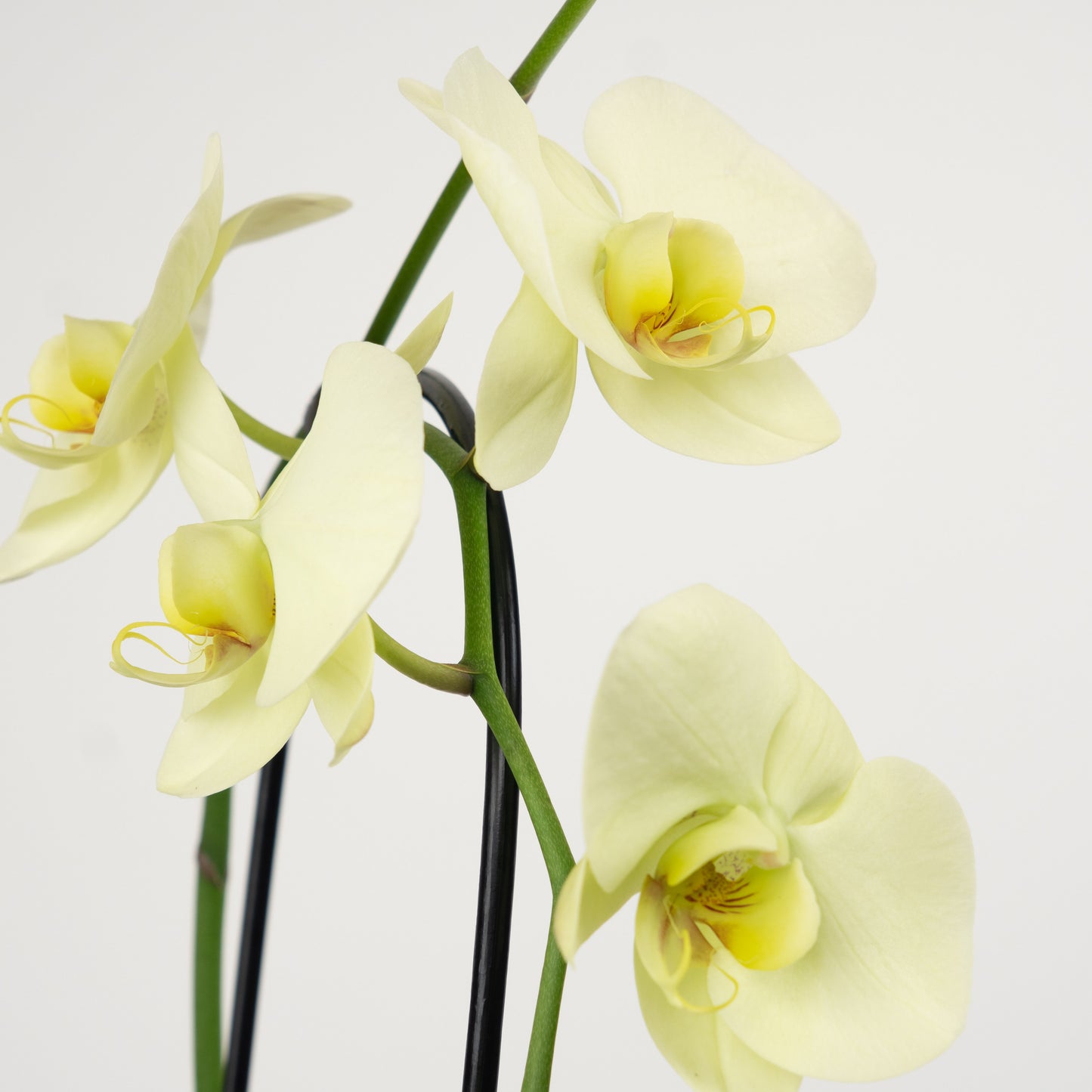 Phalaenopsis Orchid | Mint