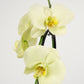 Phalaenopsis Orchid | Mint