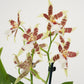 Dancing Ladies Orchid | White Renaissance | Rare Orchid