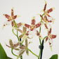 Dancing Ladies Orchid | White Renaissance | Rare Orchid