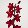 Cambria Orchid | Ruby