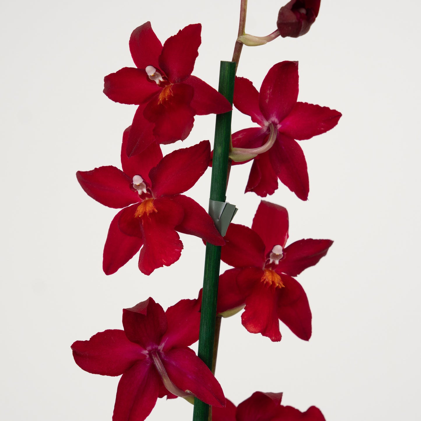 Cambria Orchid | Ruby