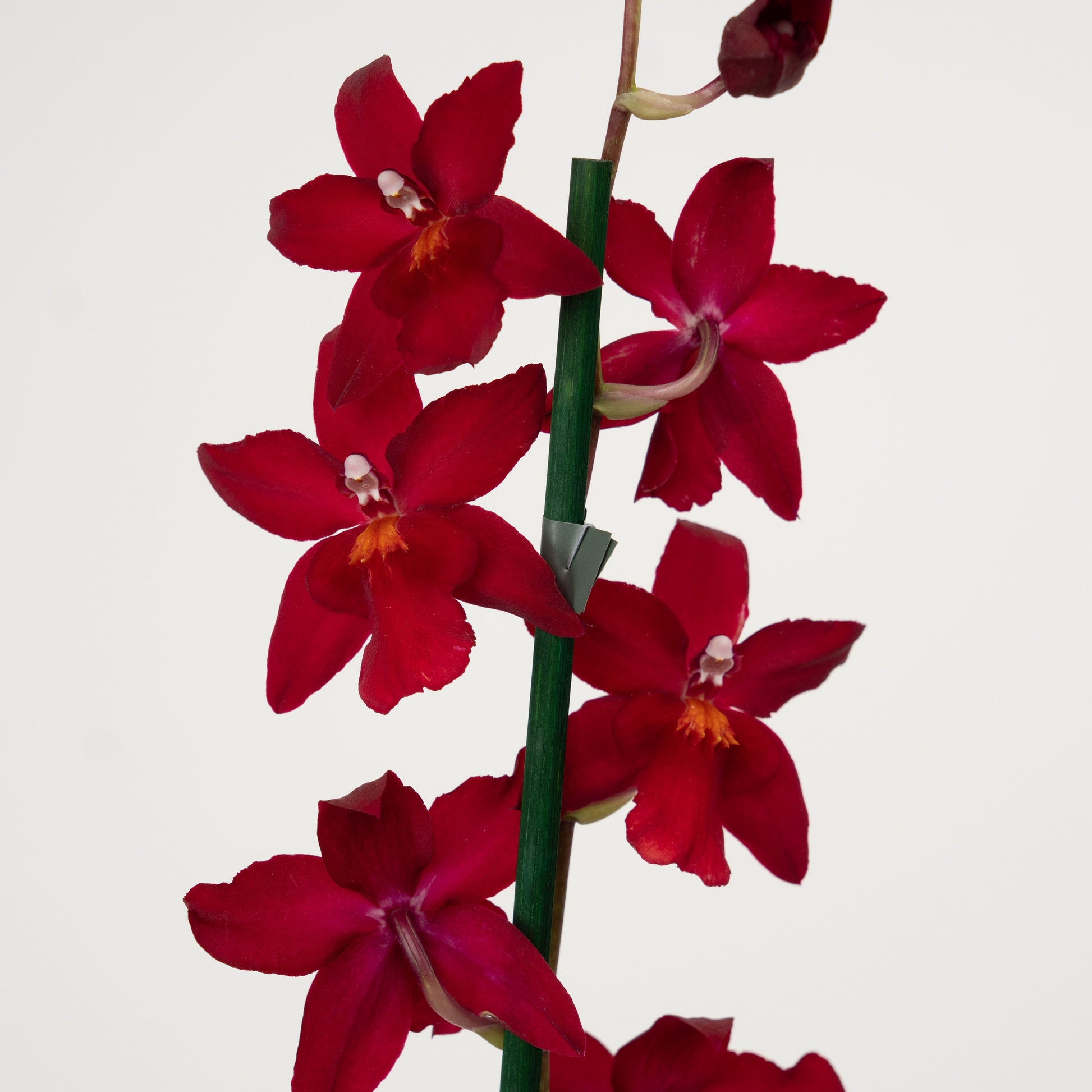 Cambria Orchid | Ruby
