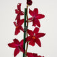 Cambria Orchid | Ruby