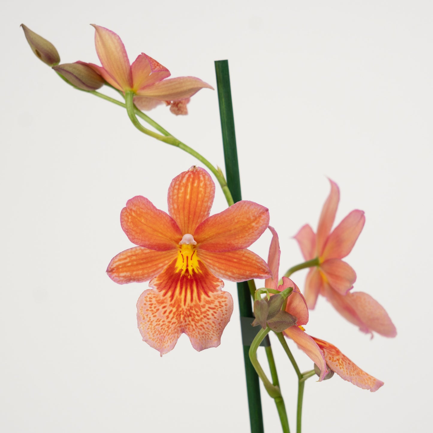 Burrageara Orchid | Nelly Isler Orange
