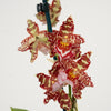 Cambria Orchid | Amur Leopard