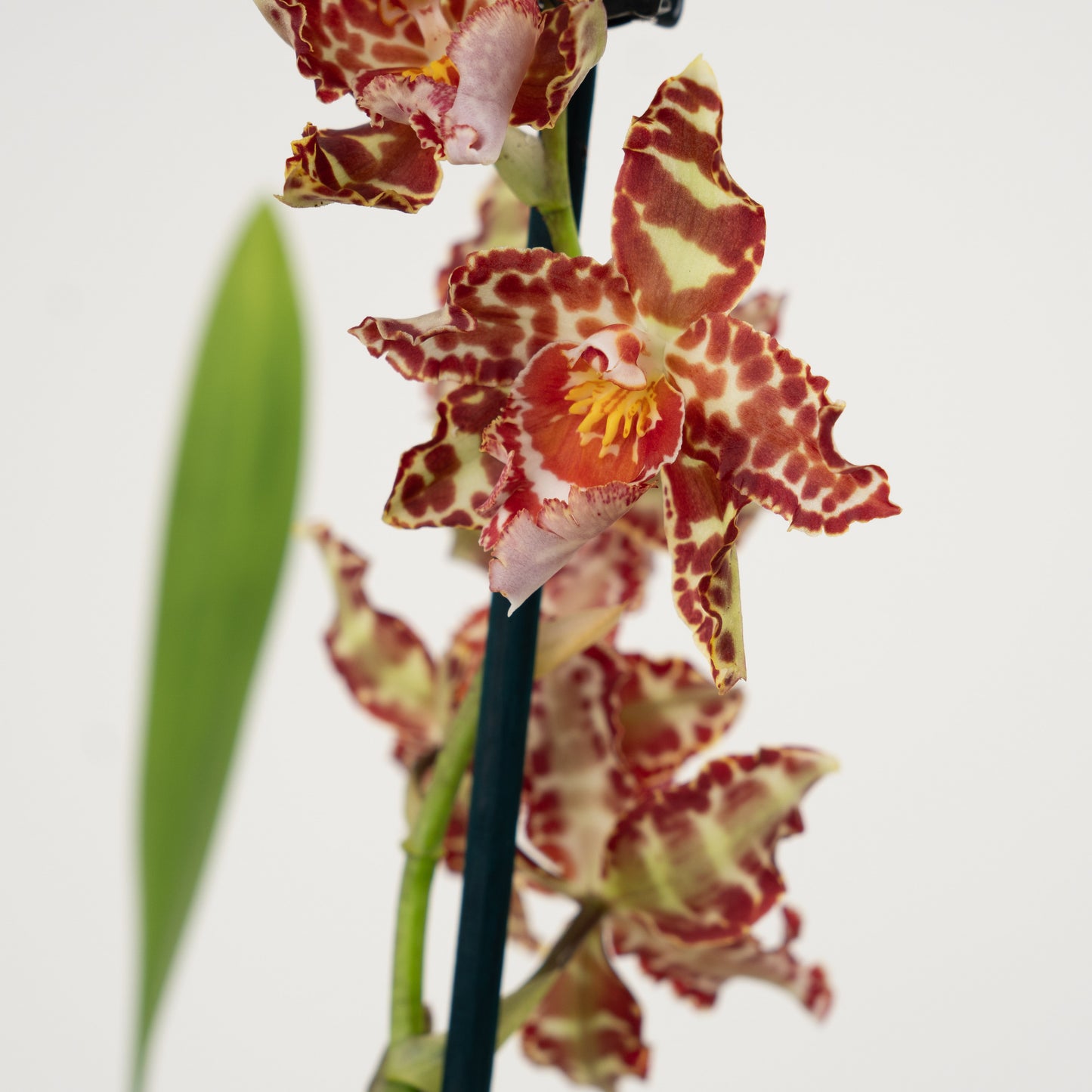 Cambria Orchid | Amur Leopard