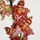 Cambria Orchid | Amur Leopard