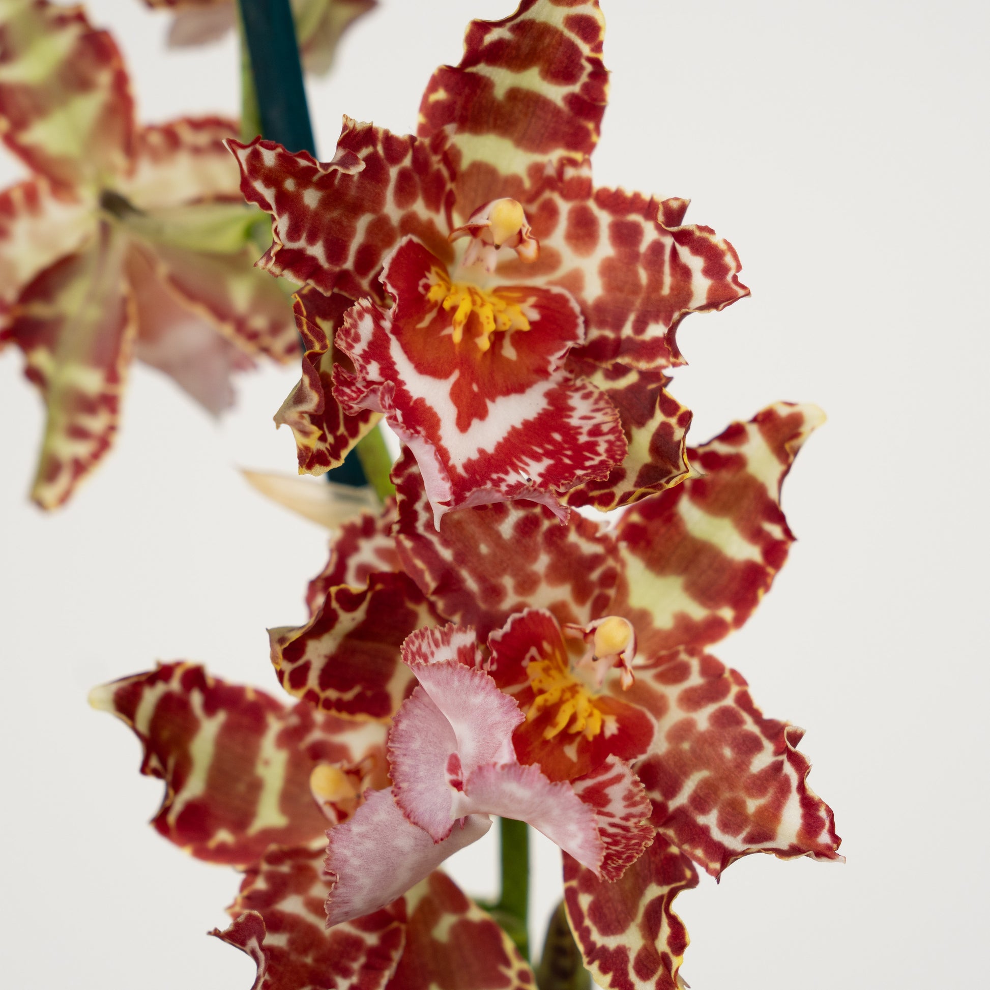 Cambria Orchid | Amur Leopard