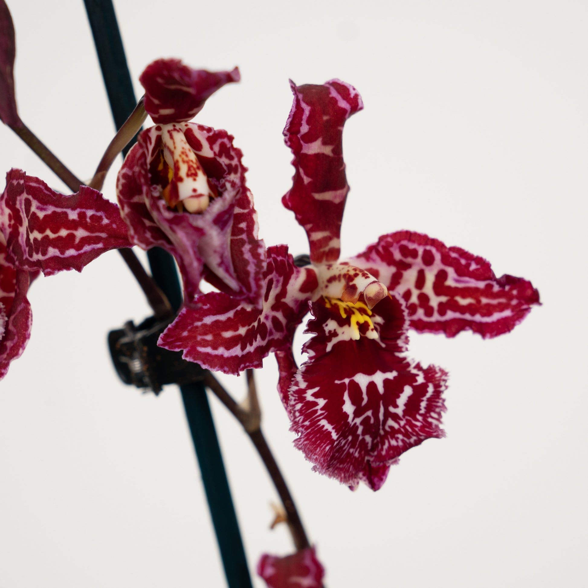 Cambria Orchid | Mulled Wine