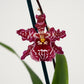 Cambria Orchid | Mulled Wine