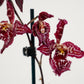 Cambria Orchid | Mulled Wine