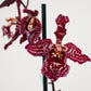 Cambria Orchid | Mulled Wine