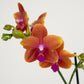 Phalaenopsis Orchid | Bolgheri