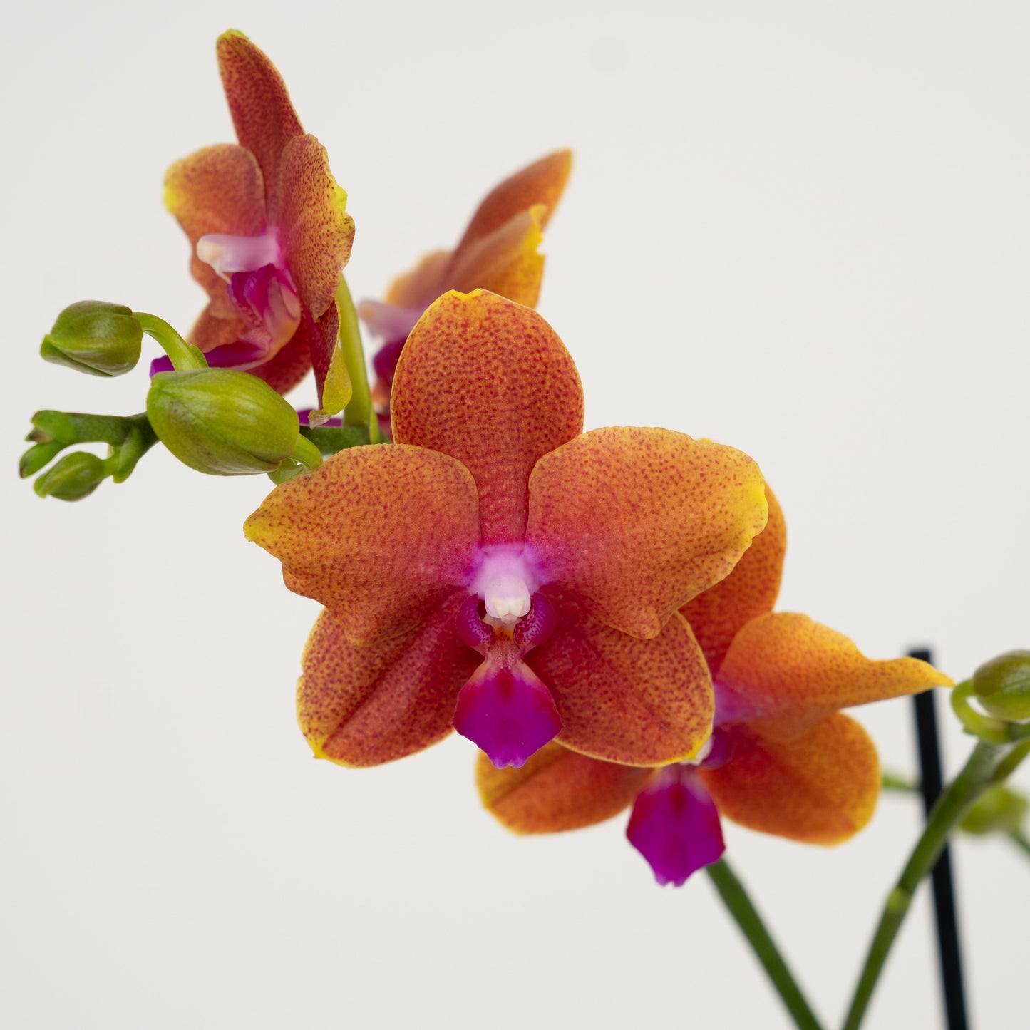 Phalaenopsis Orchid | Bolgheri