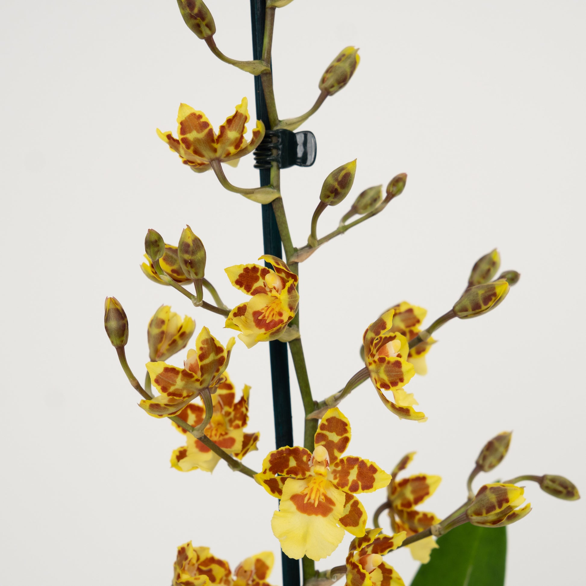 Colmanara Orchid | Burkhard Holm