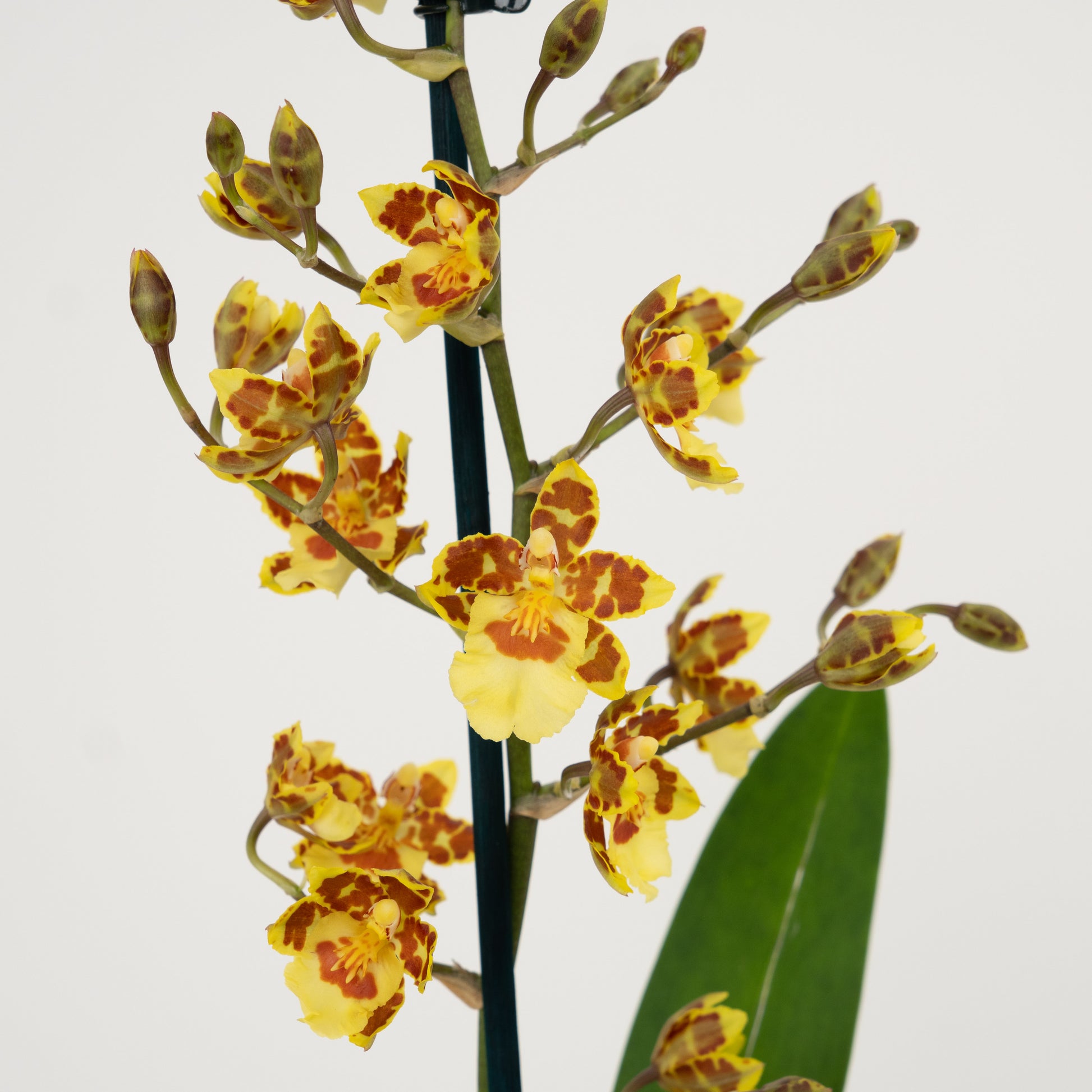 Colmanara Orchid | Burkhard Holm