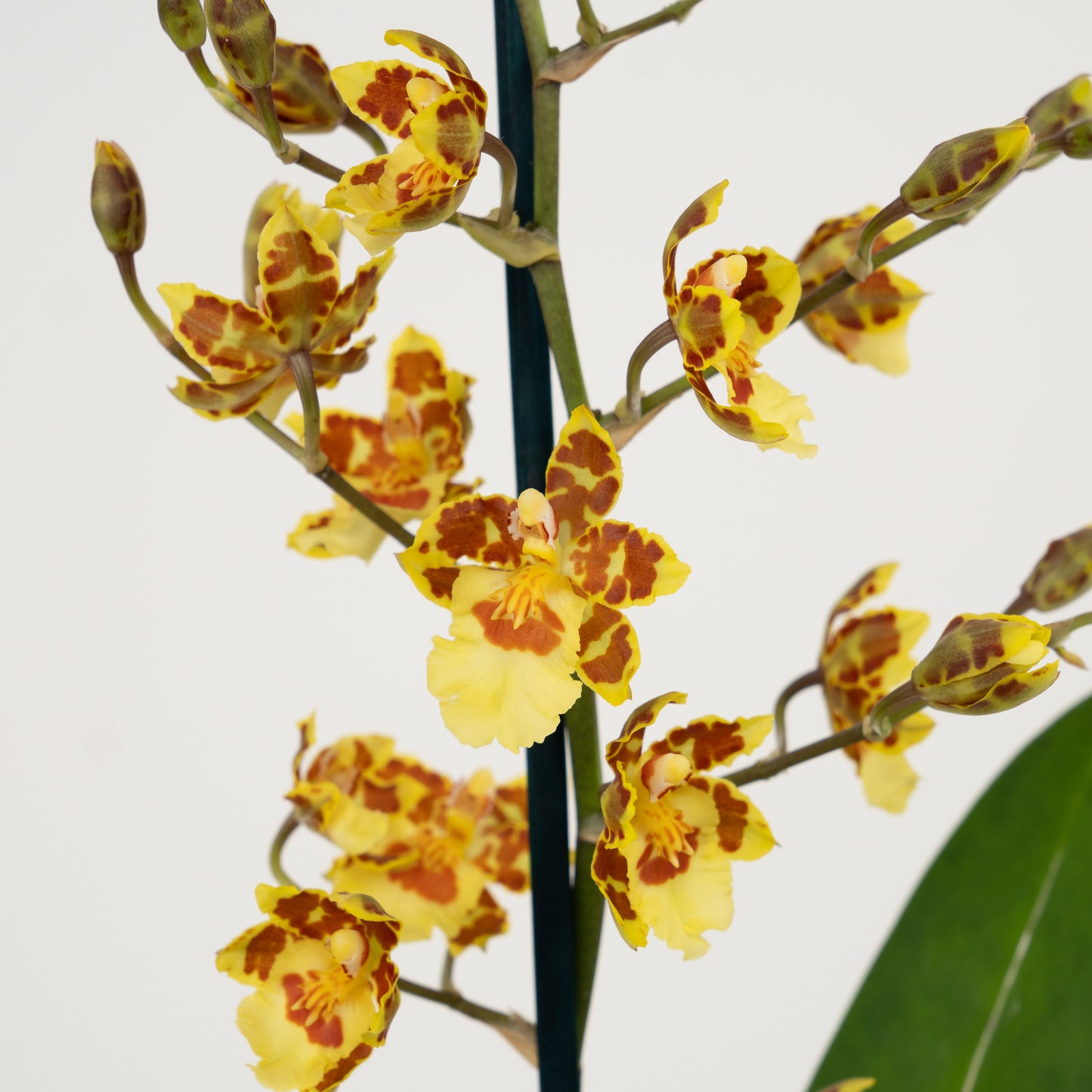 Colmanara Orchid | Burkhard Holm