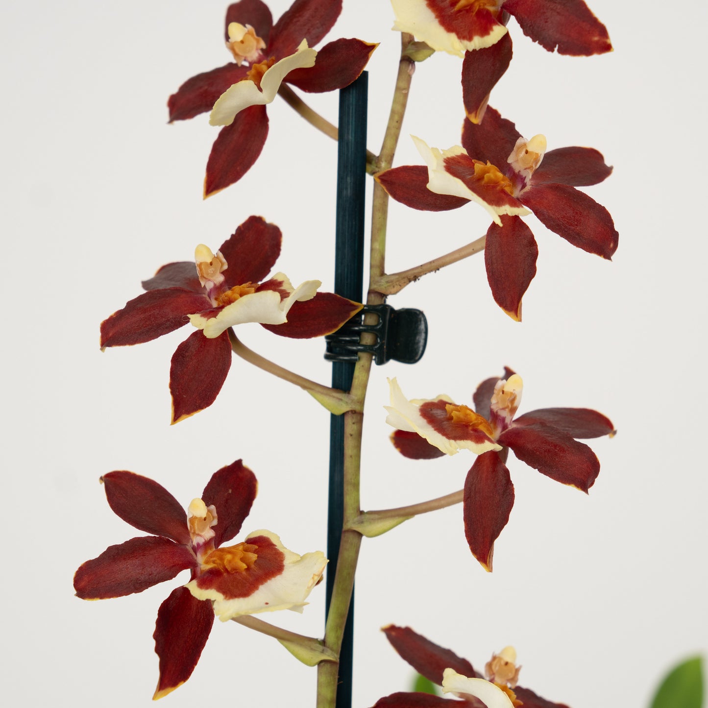 Cambria Orchid | Bonfire