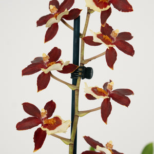Cambria Orchid | Bonfire - Indoor Plant