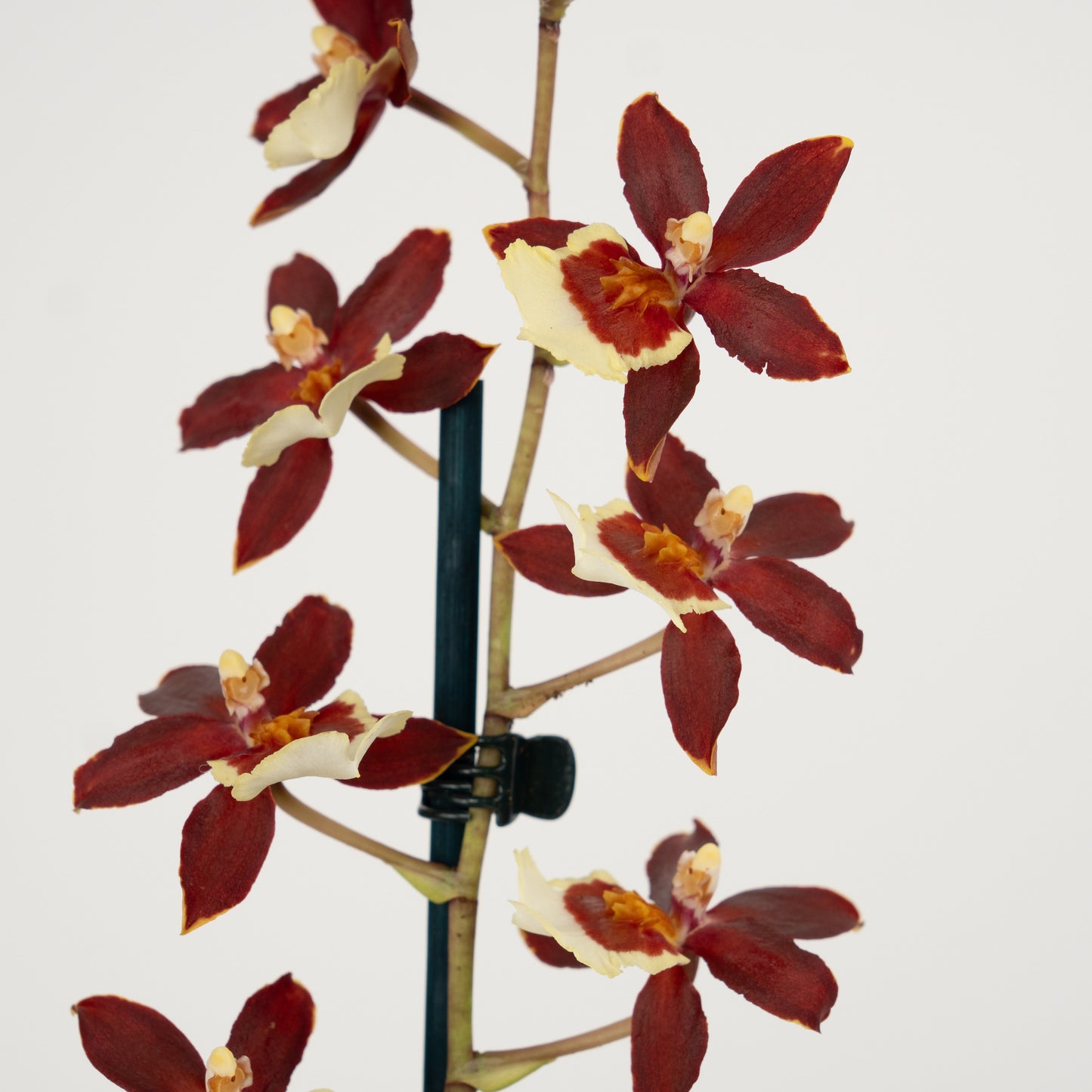 Cambria Orchid | Bonfire