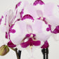 Phalaenopsis Orchid | Epic