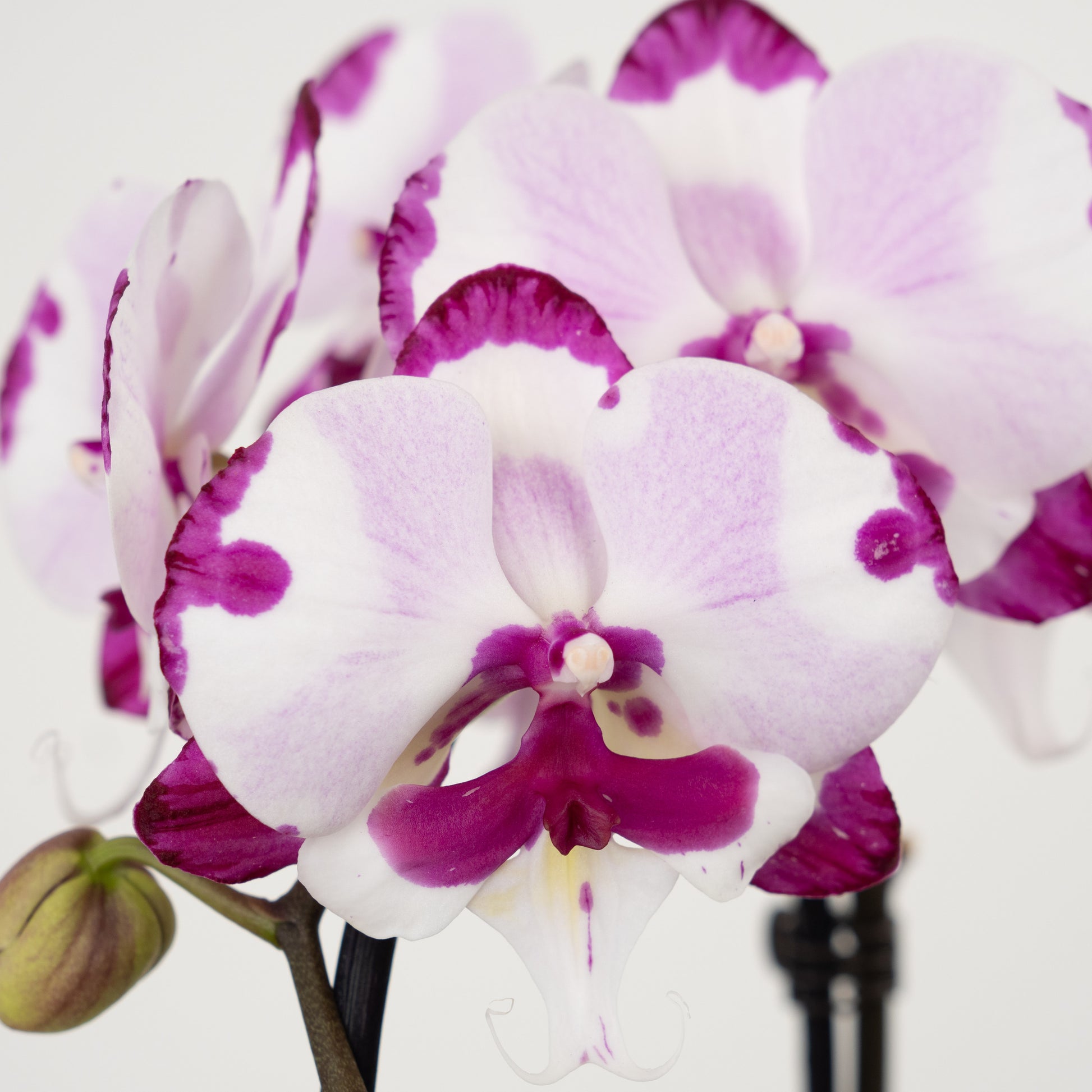 Phalaenopsis Orchid | Epic