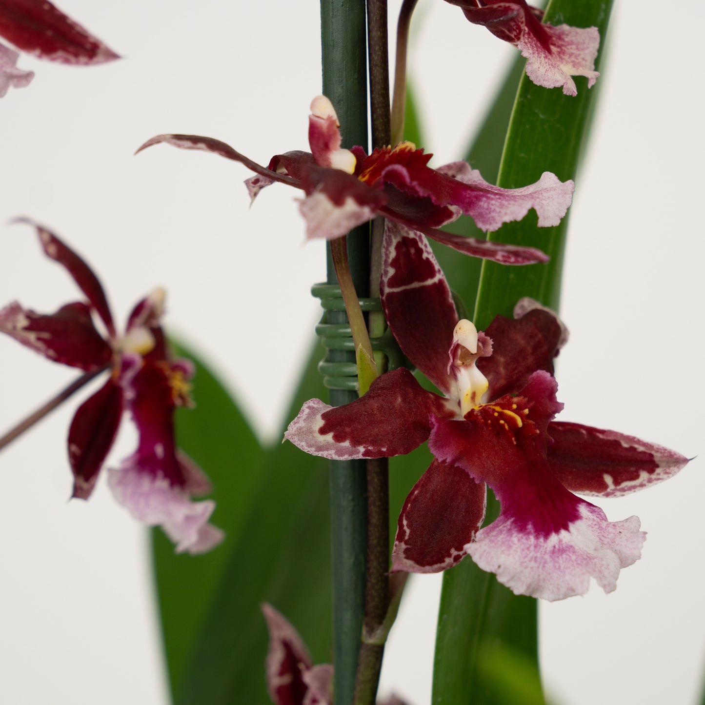 Cambria Orchid |  Barrocco Red