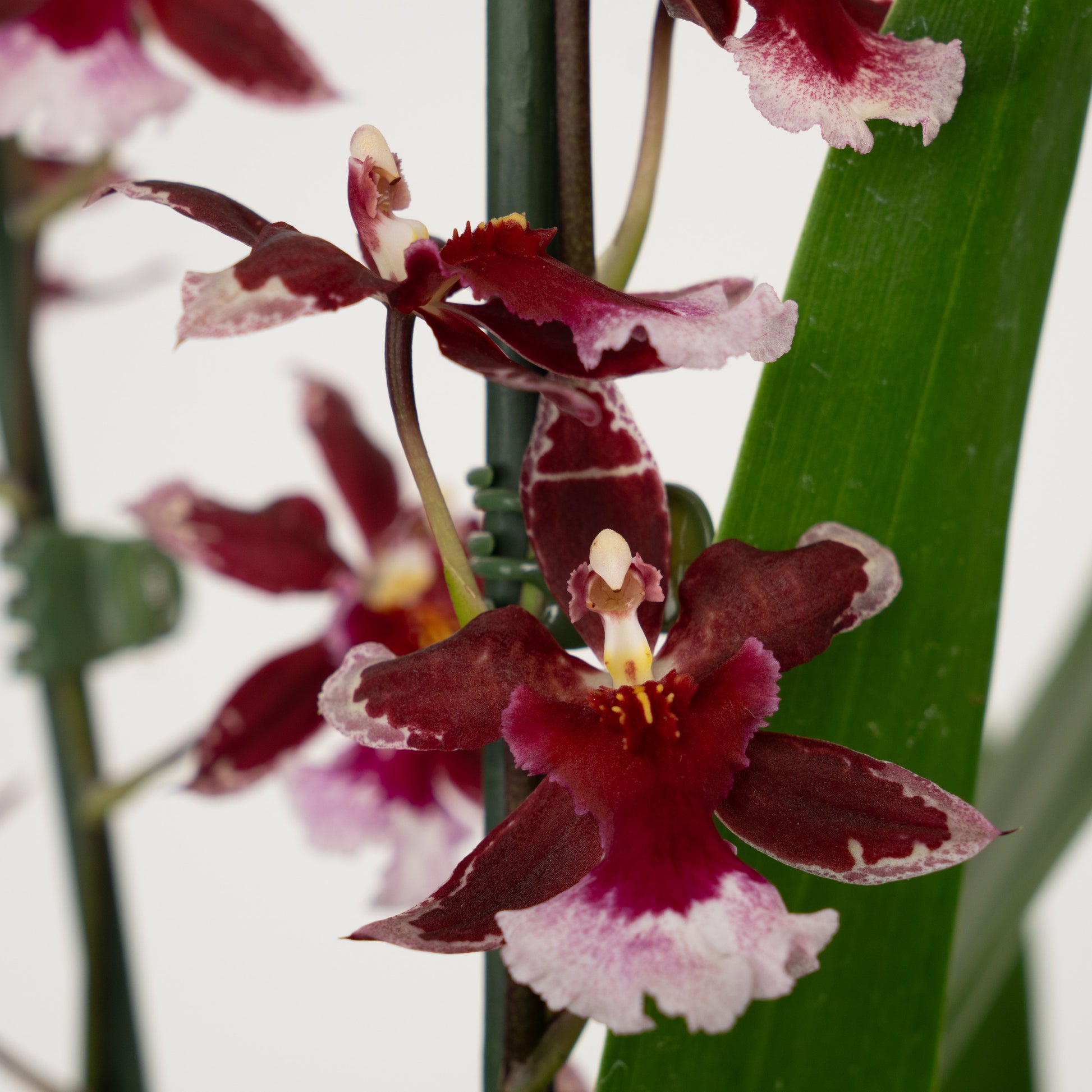 Cambria Orchid |  Barrocco Red