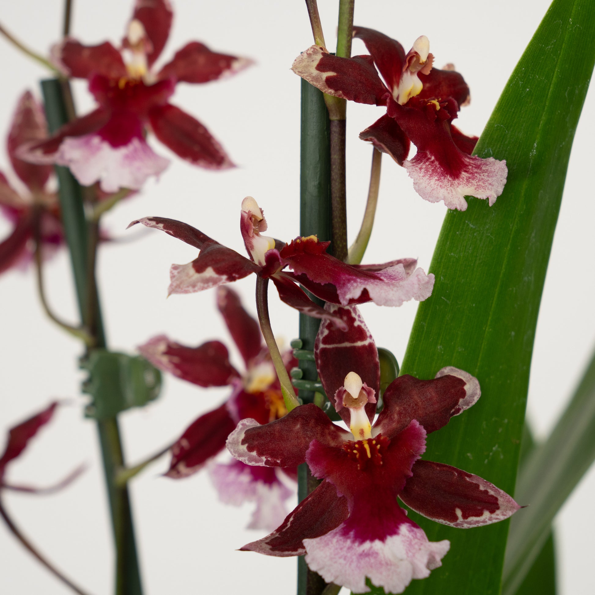 Cambria Orchid |  Barrocco Red