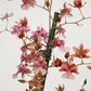 Scented Dancing Ladies Orchid | Rosy Sunset | Hard To Find