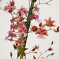 Scented Dancing Ladies Orchid | Rosy Sunset | Hard To Find