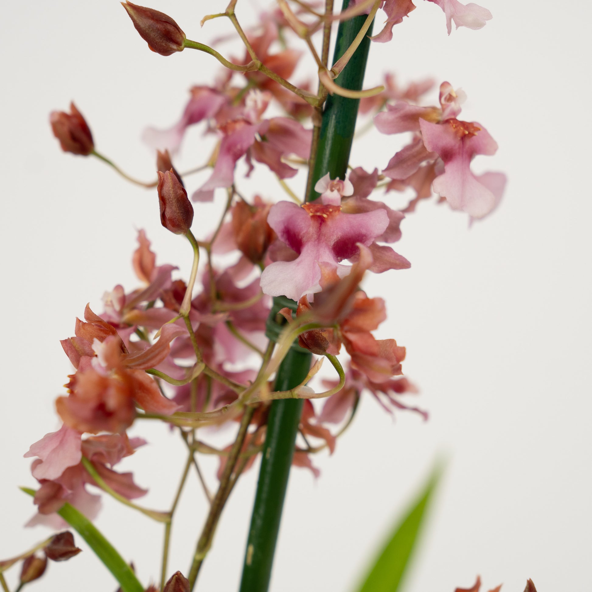 Scented Dancing Ladies Orchid | Rosy Sunset | Hard To Find