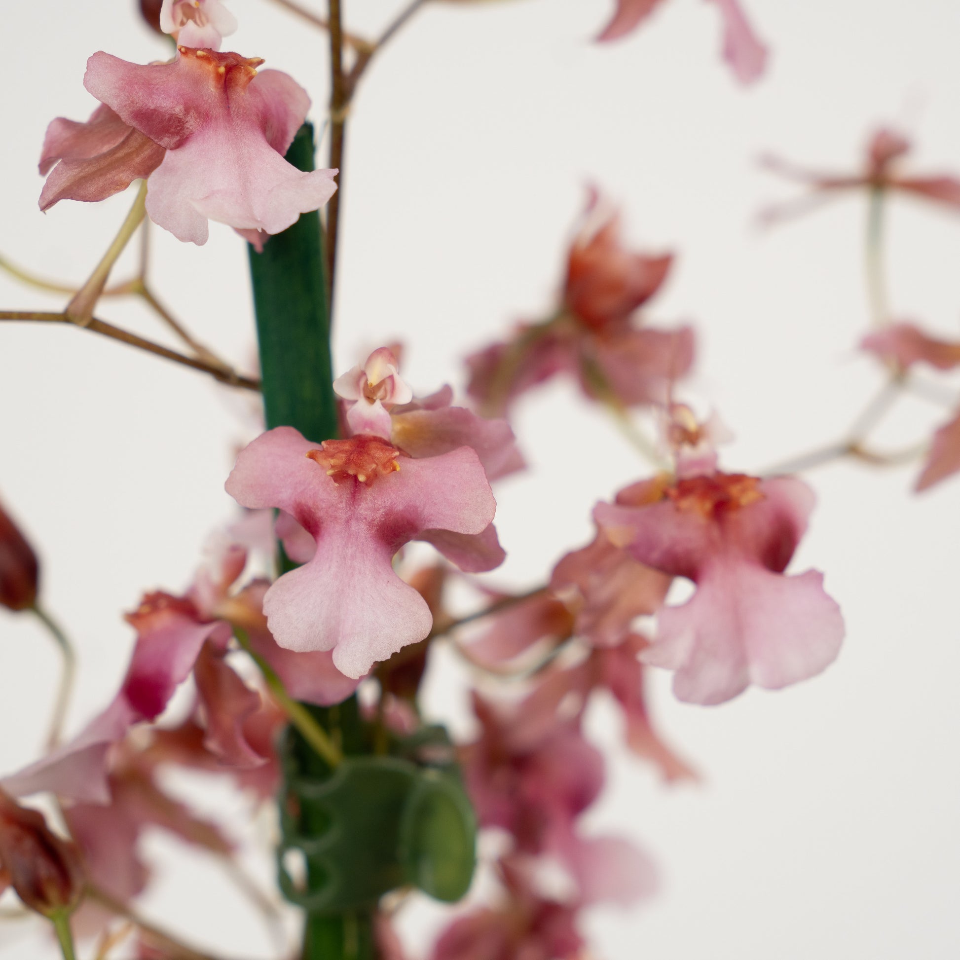Scented Dancing Ladies Orchid | Rosy Sunset | Hard To Find