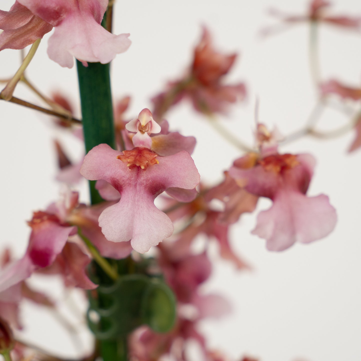 Scented Dancing Ladies Orchid | Rosy Sunset | Hard To Find