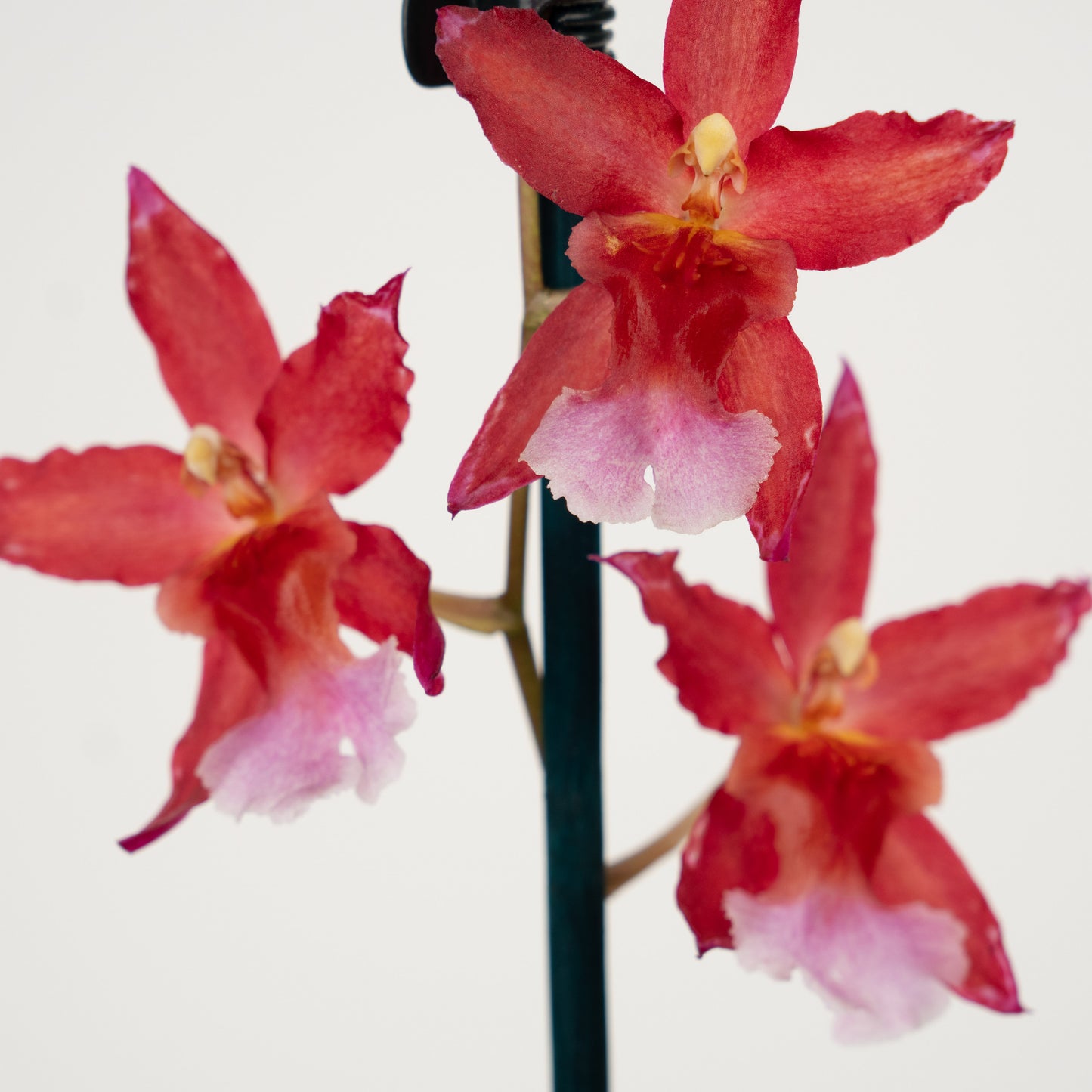 Cambria Orchid | Sparkle