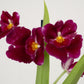 Pansy Orchid