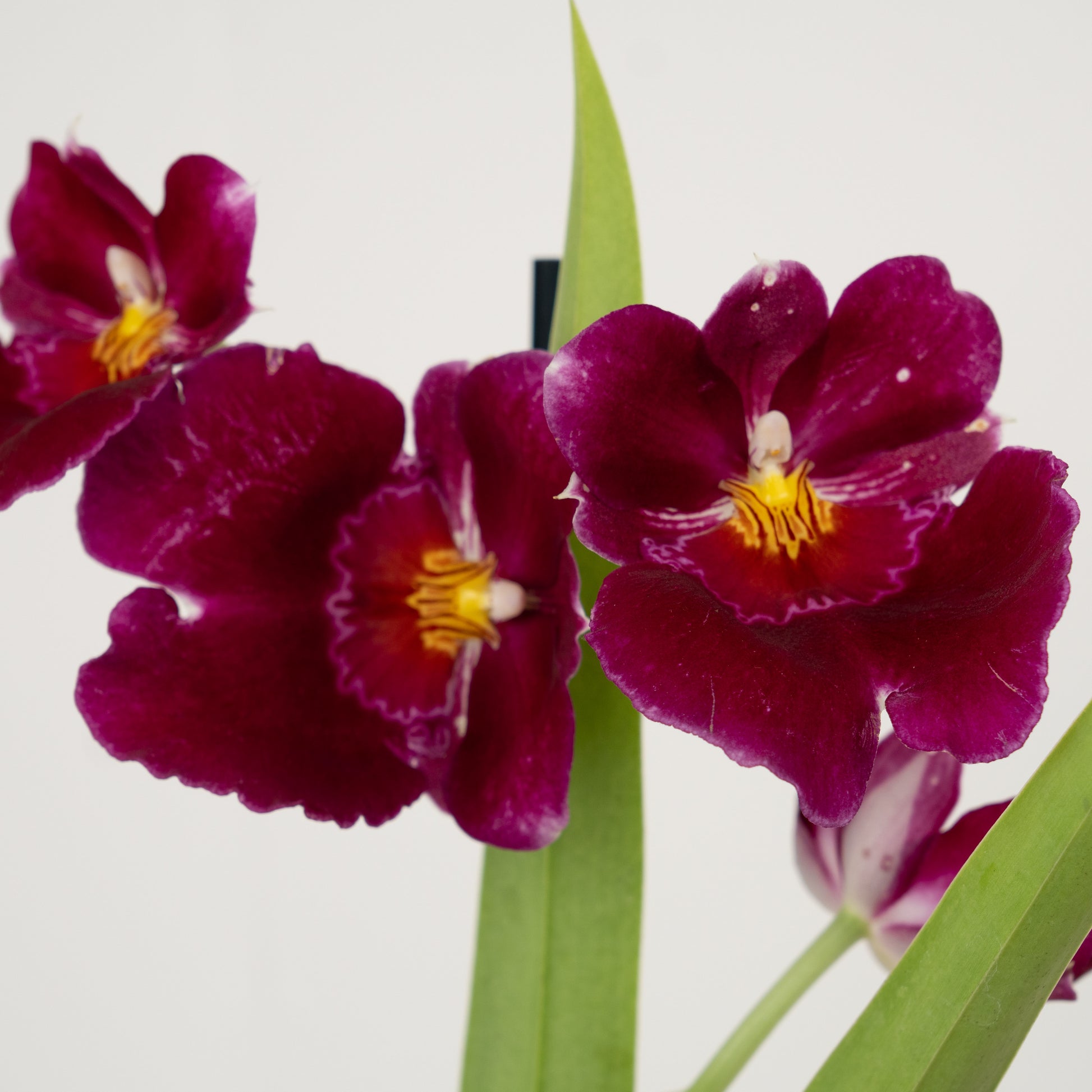 Pansy Orchid