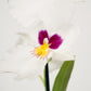 Pansy Orchid