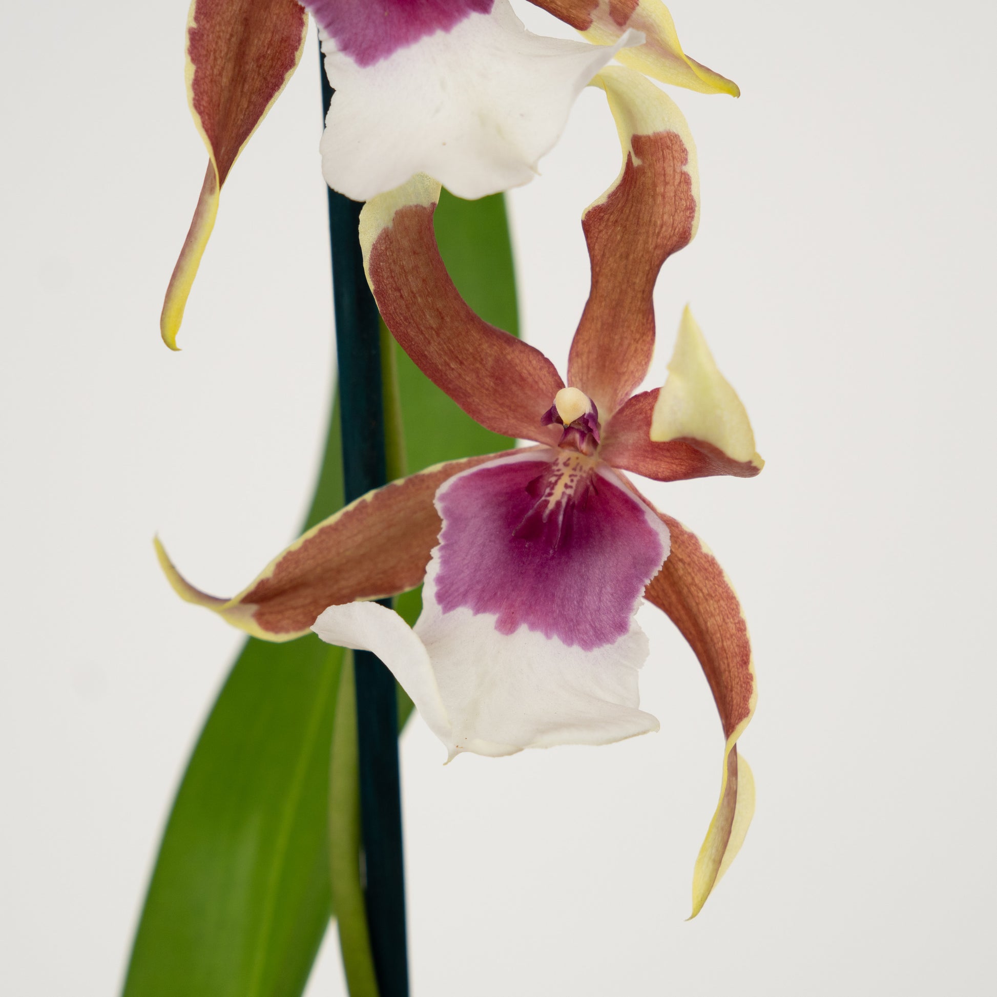 Spider Orchid | Rio
