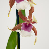Spider Orchid | Rio