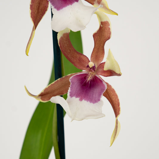 Spider Orchid | Rio | 