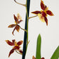 Cambria Orchid |  Francine