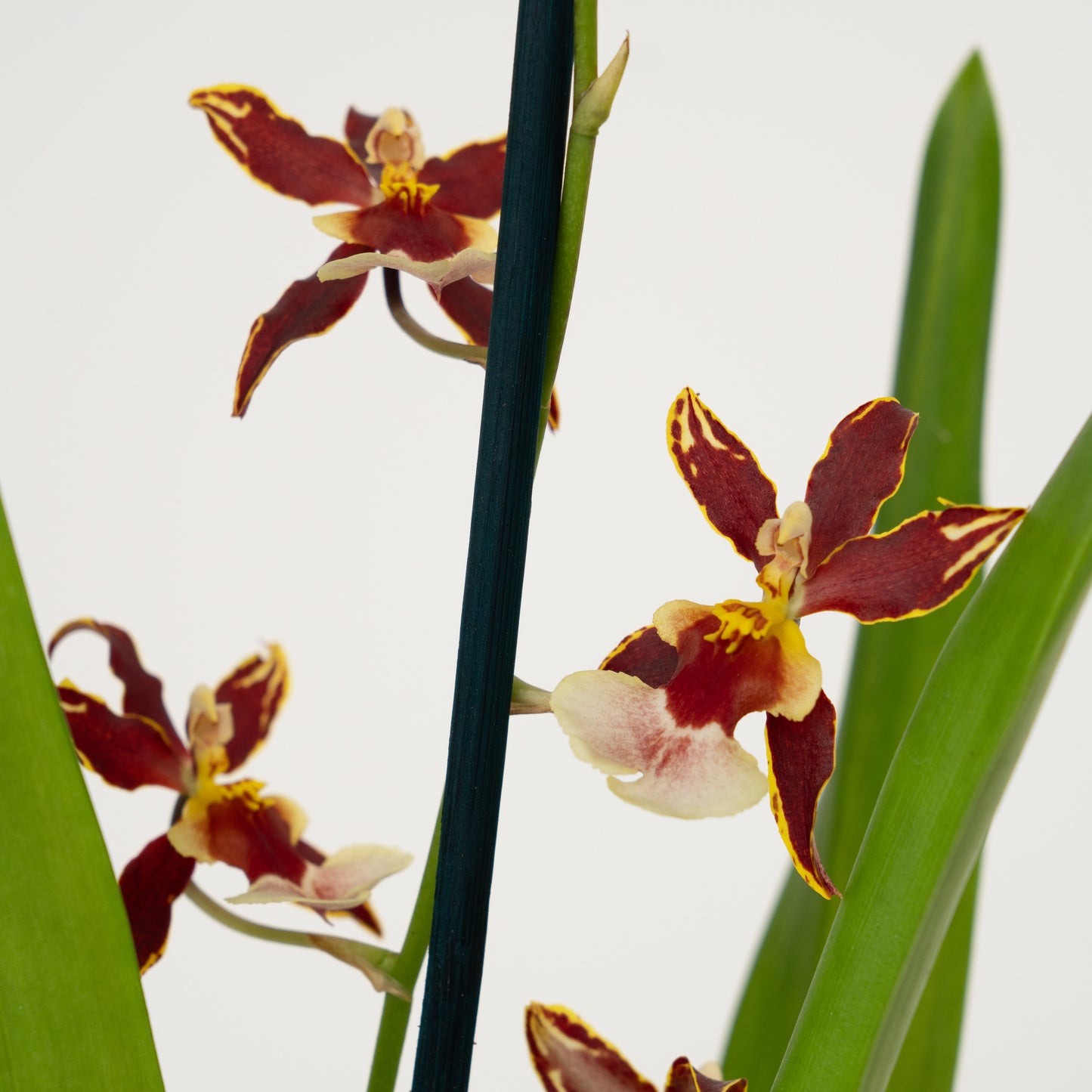 Cambria Orchid |  Francine