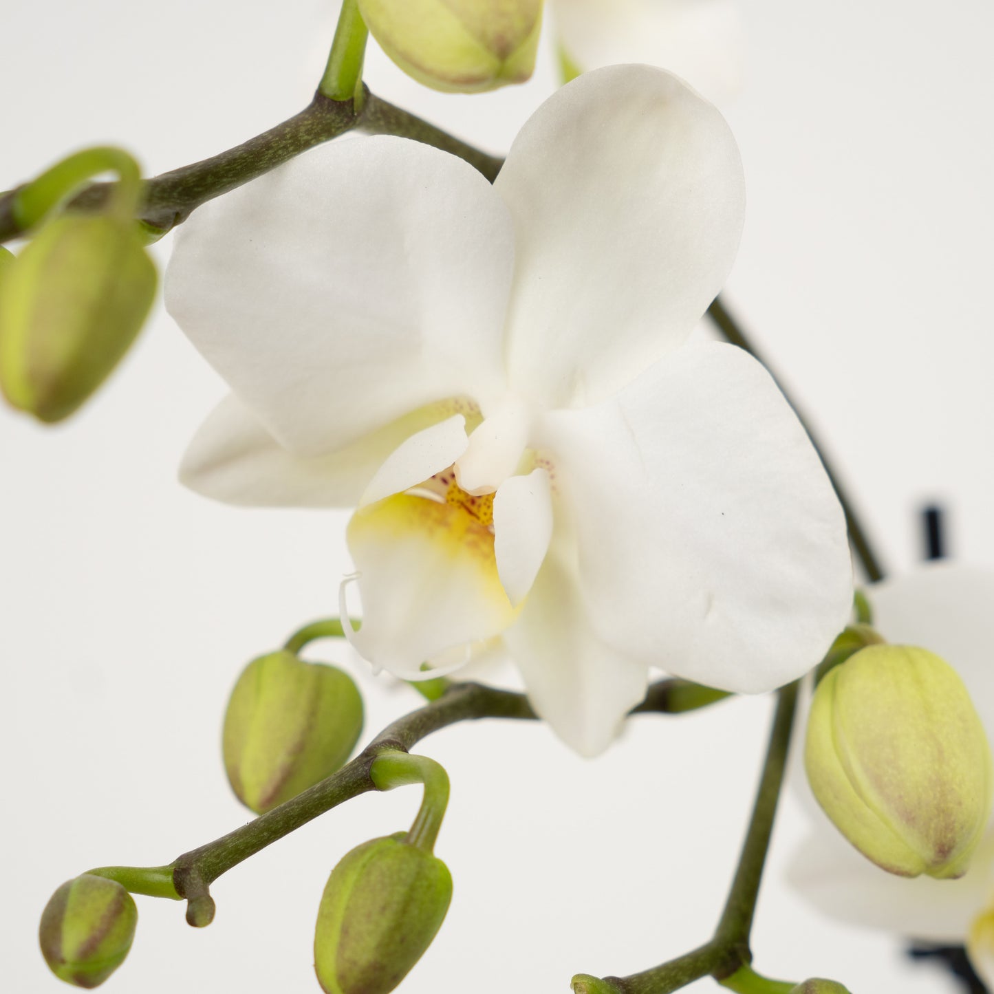 White Phalaenopsis Orchid