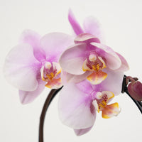 Phalaenopsis Orchid | Little Lady