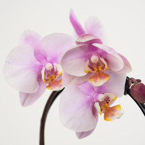 Phalaenopsis Orchid | Little Lady - Indoor Plant