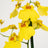 Orchid Plants
