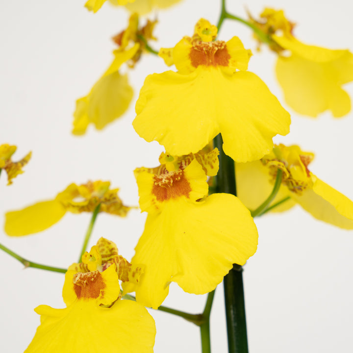 Butterfly Orchid | Honeybee