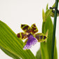 Zygopetalum Orchid | Blue Surprise